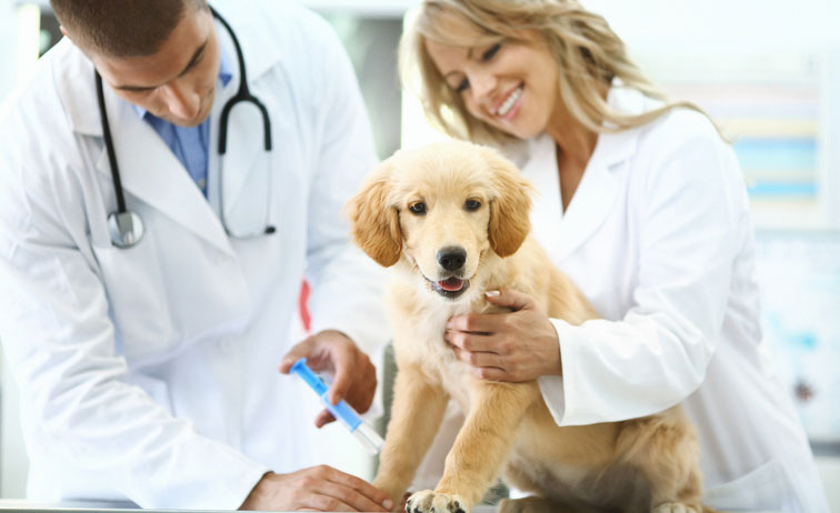 Vet tech with puppy